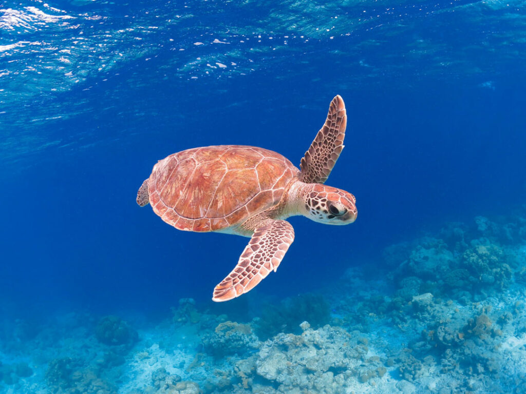 snorkeling république dominicaine.