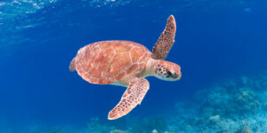snorkeling république dominicaine.